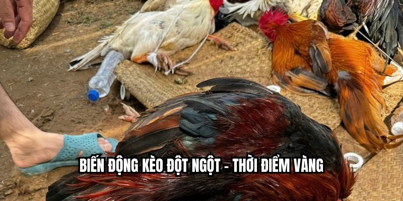 Biến động kèo đột ngột – thời điểm vàng