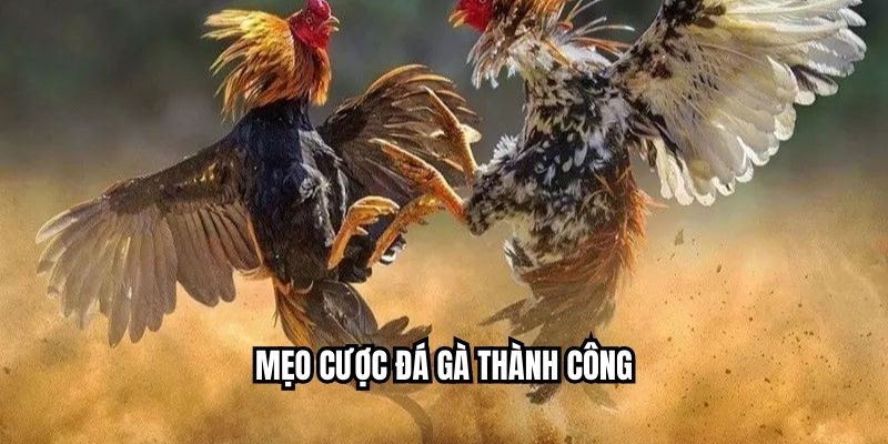Mẹo cược đá gà thành công