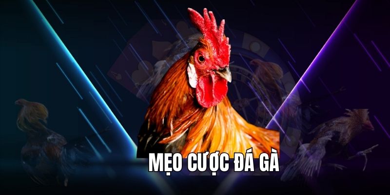 Mẹo cược đá gà