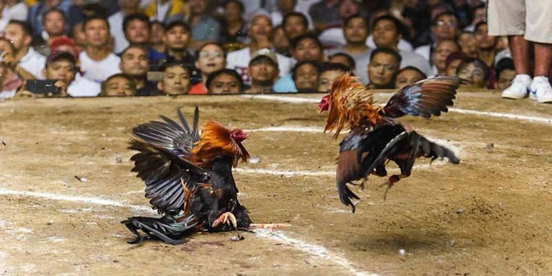 Những trận đấu hấp dẫn tại trường gà