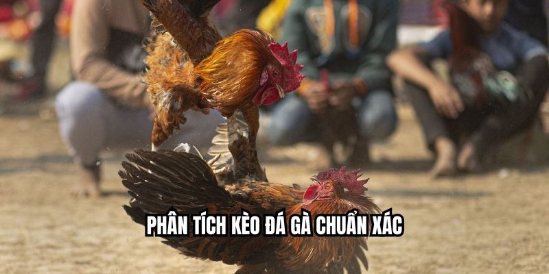 Phân tích kèo đá gà chuẩn xác