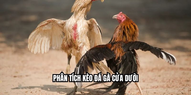 Phân tích kèo đá gà cửa dưới