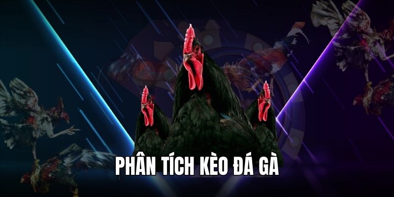 Phân tích kèo đá gà