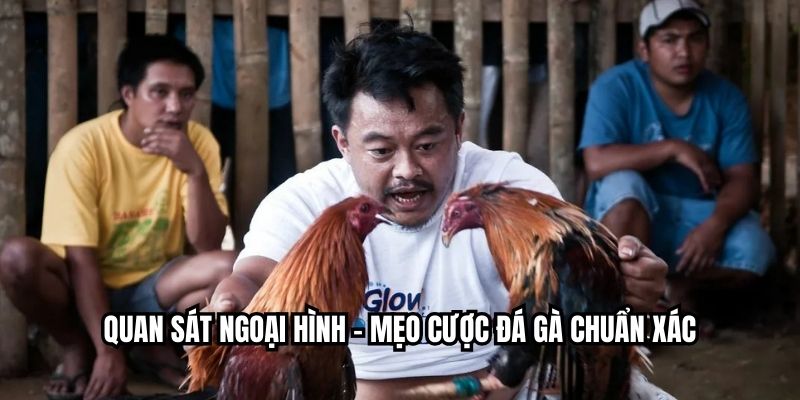 Quan sát ngoại hình – mẹo cược đá gà chuẩn xác